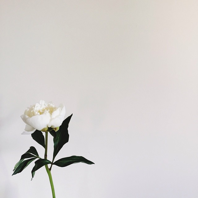 rosa blanca